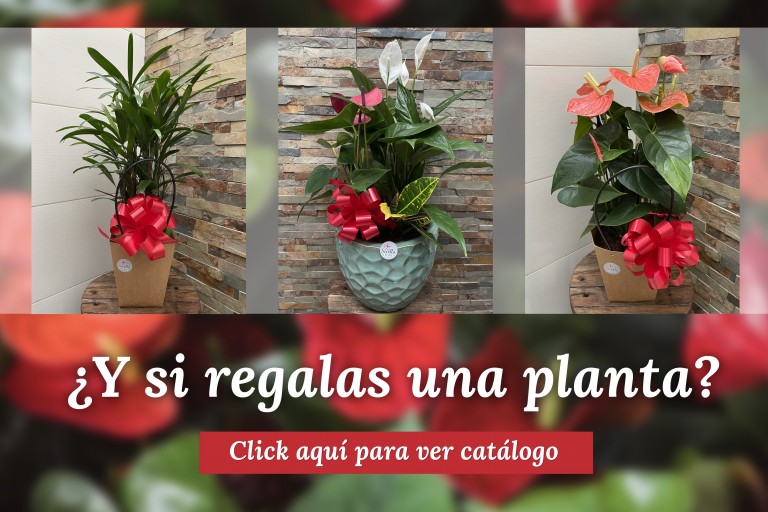 Regalá una planta.